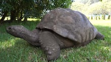 Cavalo de quase 2 metros entra para o livro dos recordes como o mais alto do mundo