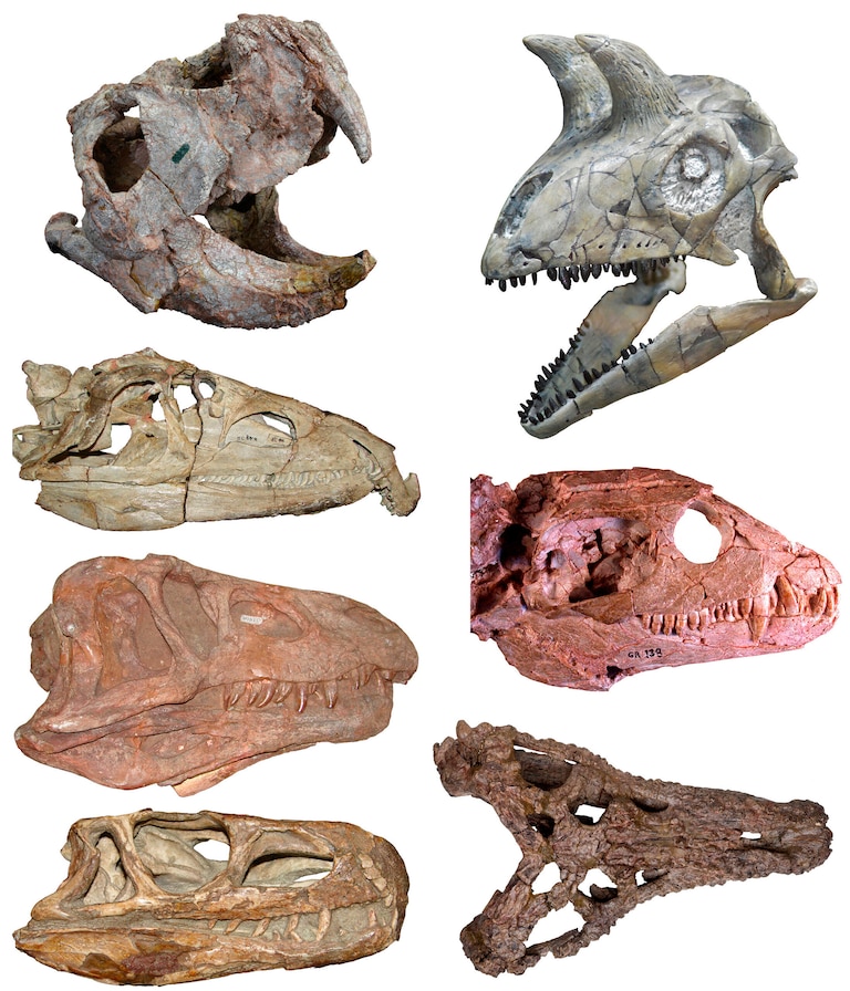 Como os dinossauros se diversificaram após a extinção ocorrida há 252 milhões de anos