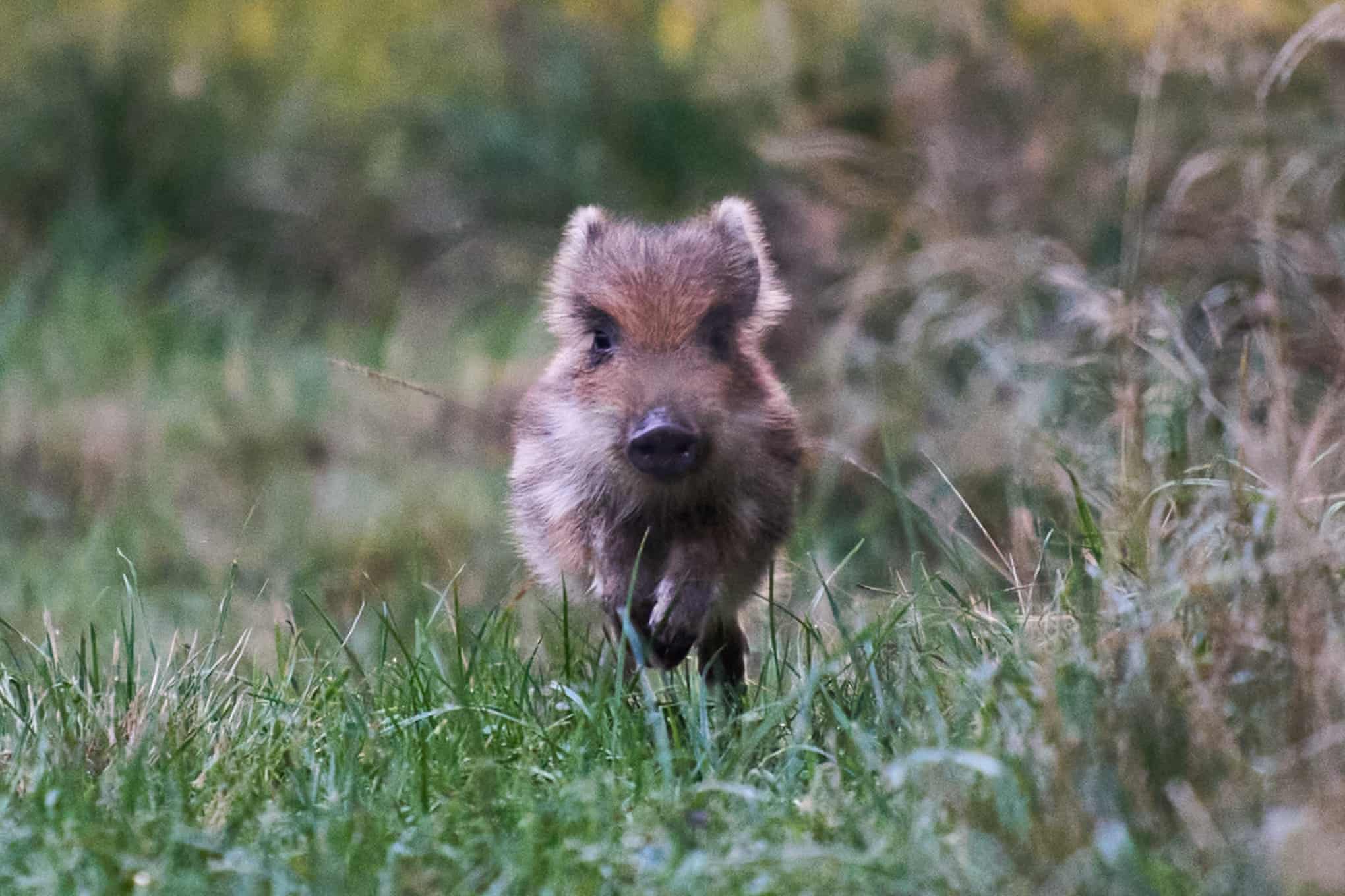 Semana na vida selvagem: um pequeno felino-tigre, ursos no quintal e umaouriça-do-mar rosa fruncida