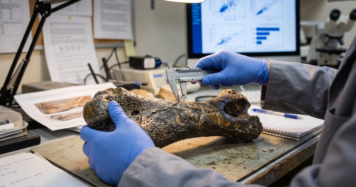 Como os dinossauros se diversificaram após a extinção ocorrida há 252 milhões de anos