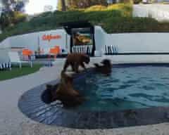 Boas vizinhanças com urso: humanos e animais aprendem a viver juntos em uma Los Angeles em expansão