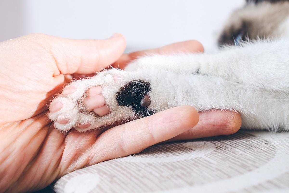 Não é só estética: cortar unha dos pets evita doenças graves e machucados