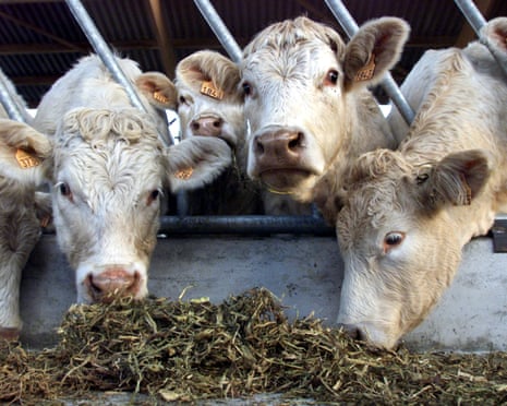 Cattle in a shed in northern France