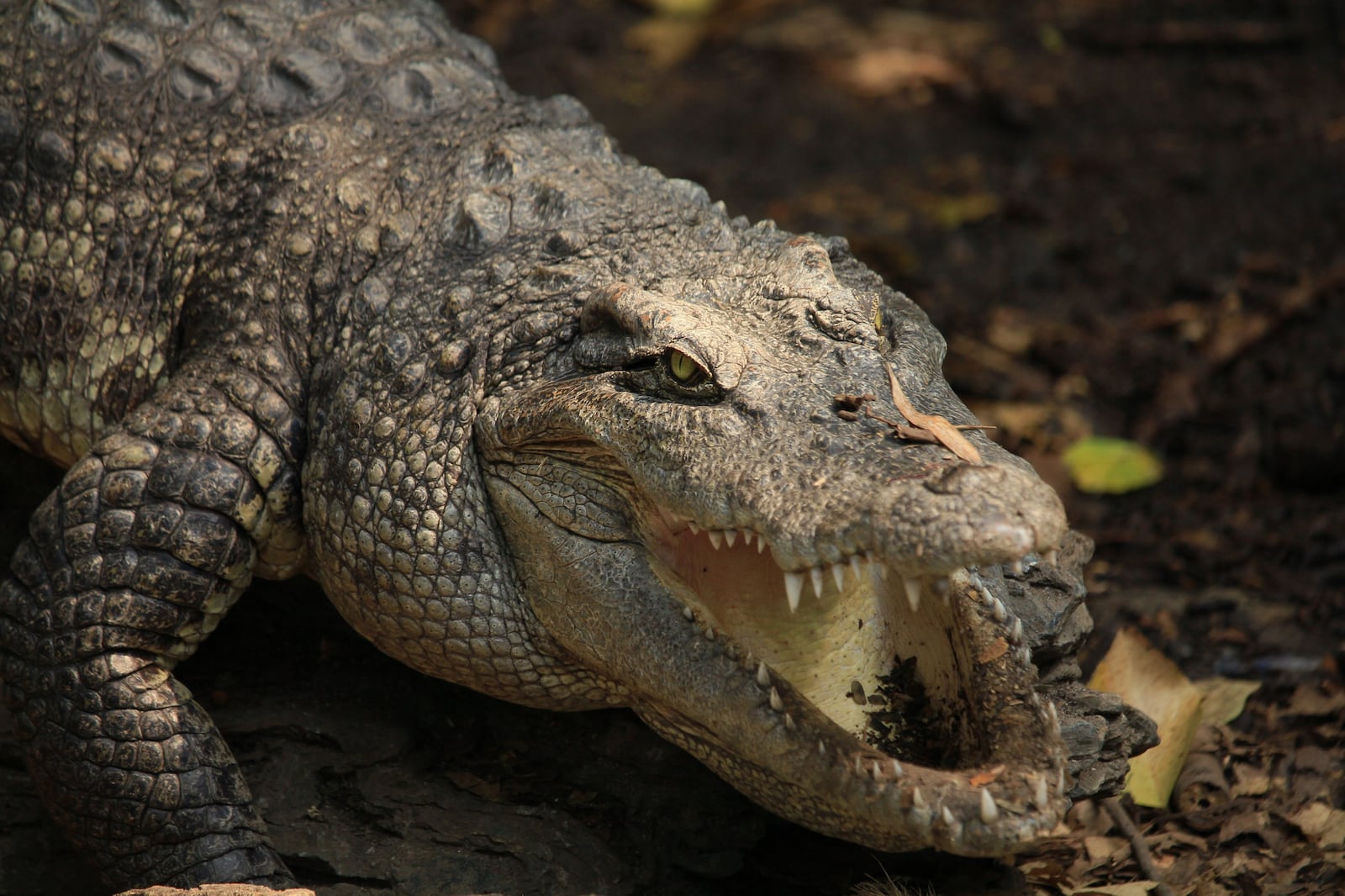 Acusado criou foto de animal com inteligência artificial e fechou parque aquático Rutpratheep Nilpechr/Pexels