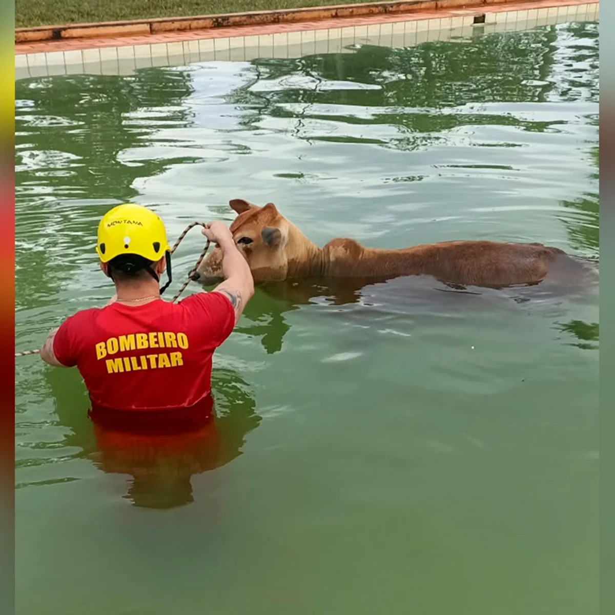 "Bois nadadores" de 500 kg caem em piscina e são resgatados pelos bombeiros