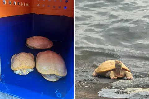 5 tartarugas-de-orelha-vermelha albinas resgatadas do West Coast Park