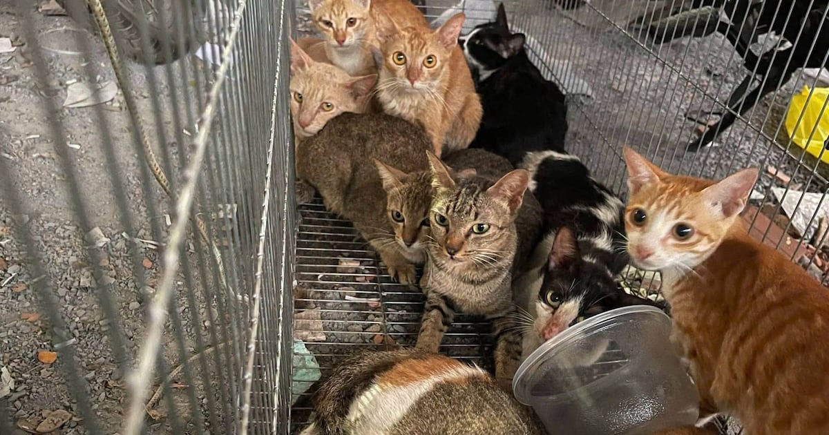 Polícia prende quadrilha que roubou mais de 2.700 gatos que seriam mortos para consumo
