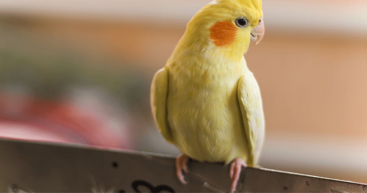 Aurora, Kiwi ou Pipoca? Veja nomes fofos e diferentes para escolher para o seu passarinho