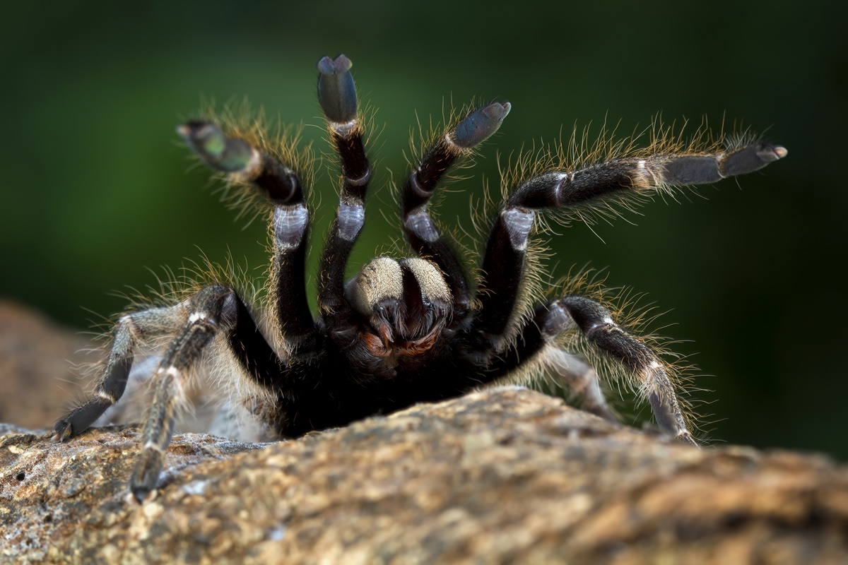 Aranha-caranguejeira ajuda no combate a pragas; o que fazer ao encontrá-la