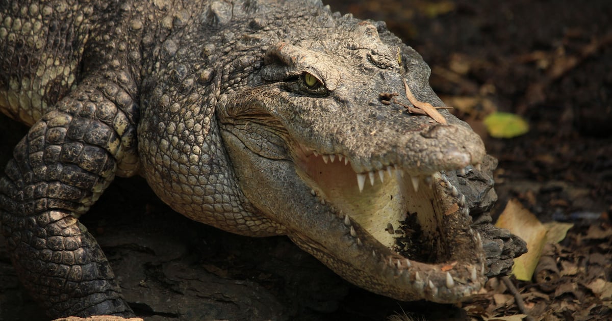 Foto falsa de crocodilo causa pânico em Singapura e autor pode pegar dez anos de prisão