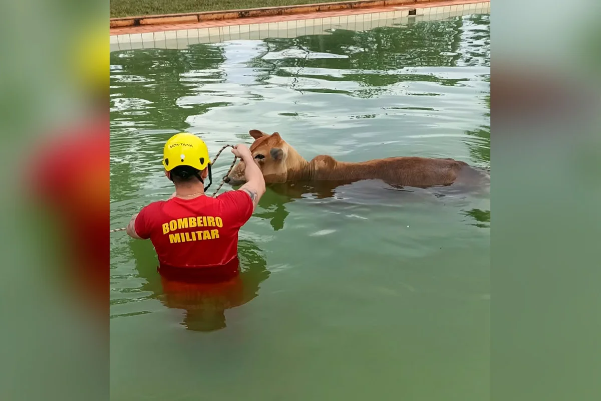"Bois nadadores" de 500 kg caem em piscina e são resgatados pelos bombeiros