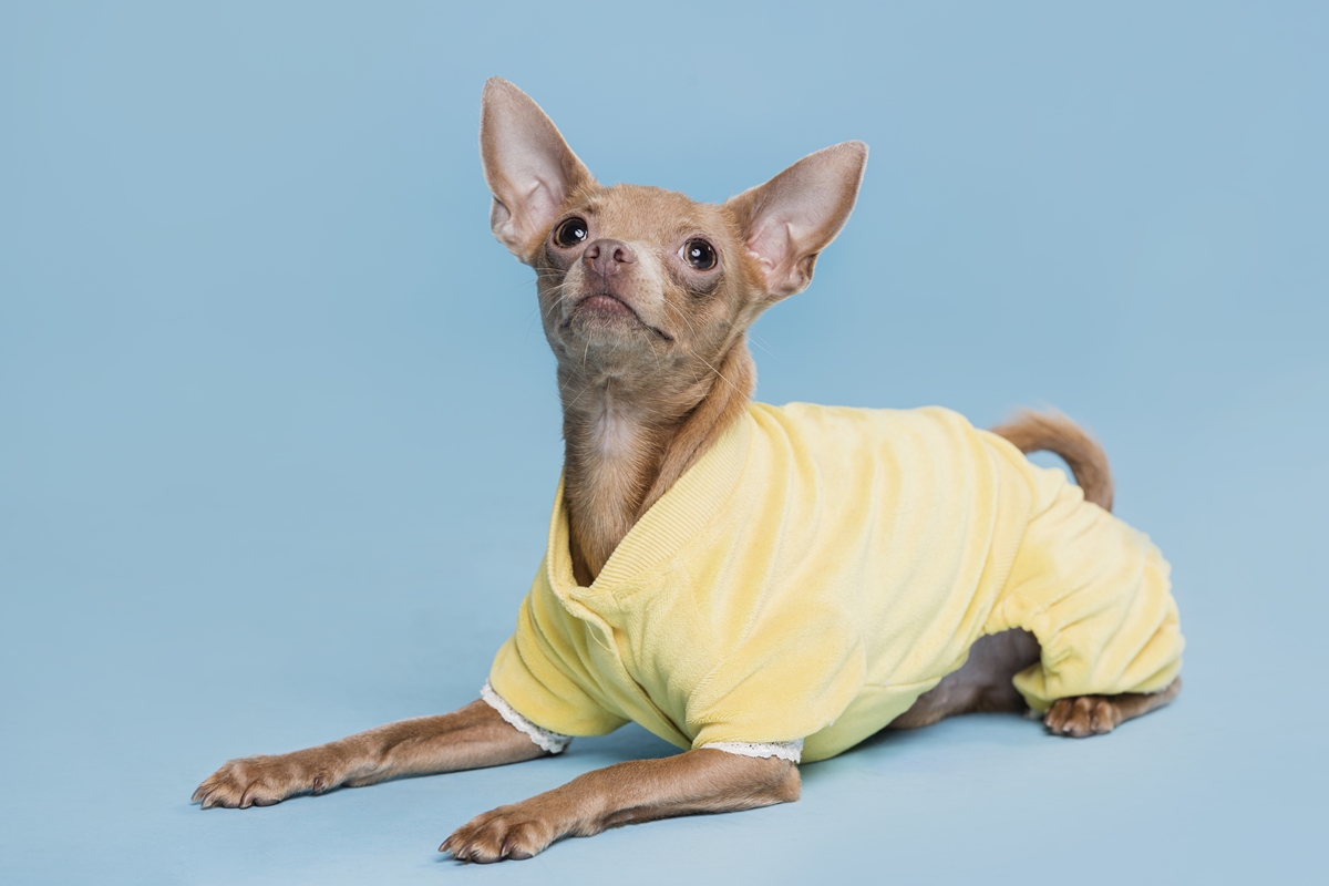 Afeto e mimos em excesso podem gerar dependência emocional nos pets