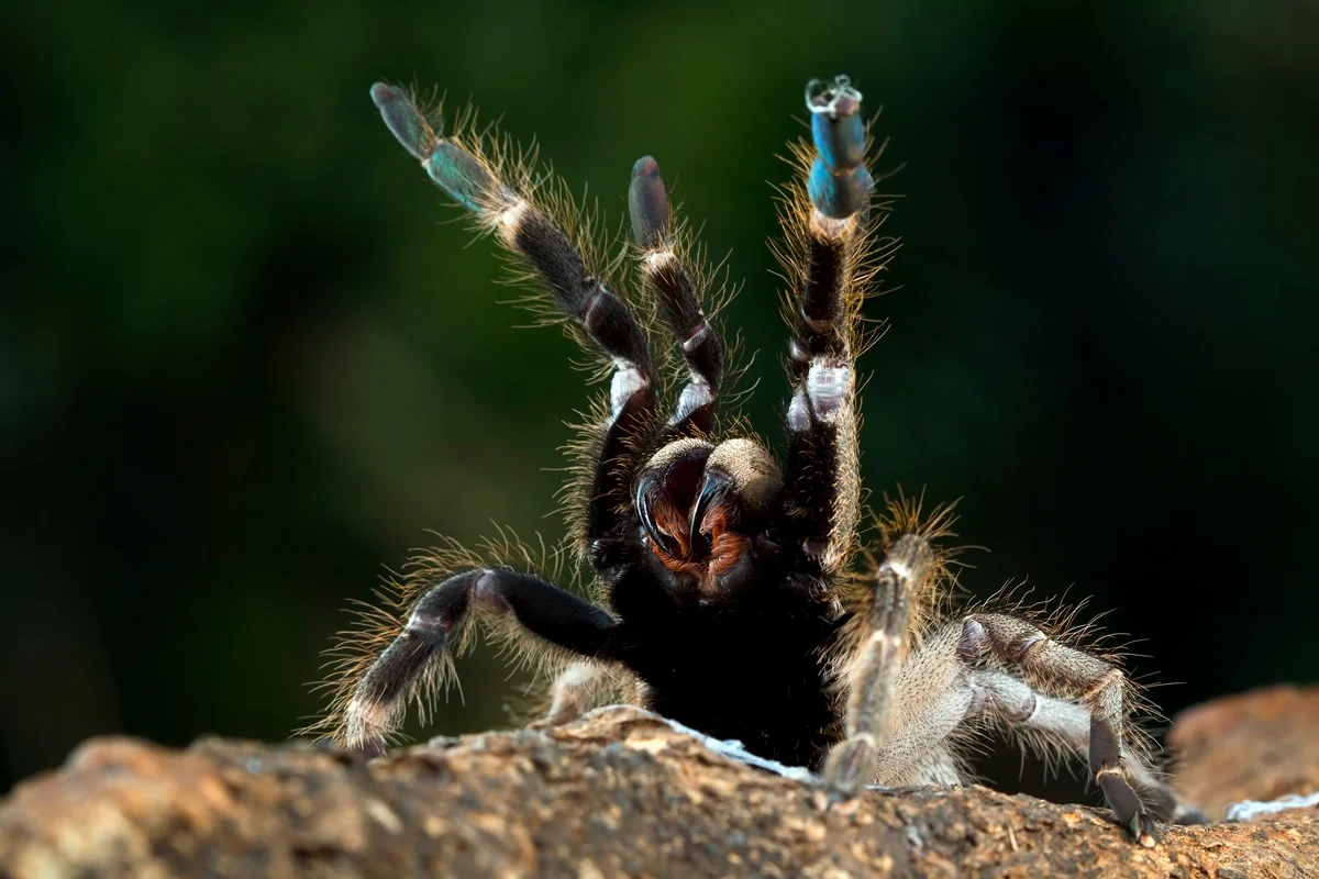 Aranha-caranguejeira ajuda no combate a pragas; o que fazer ao encontrá-la