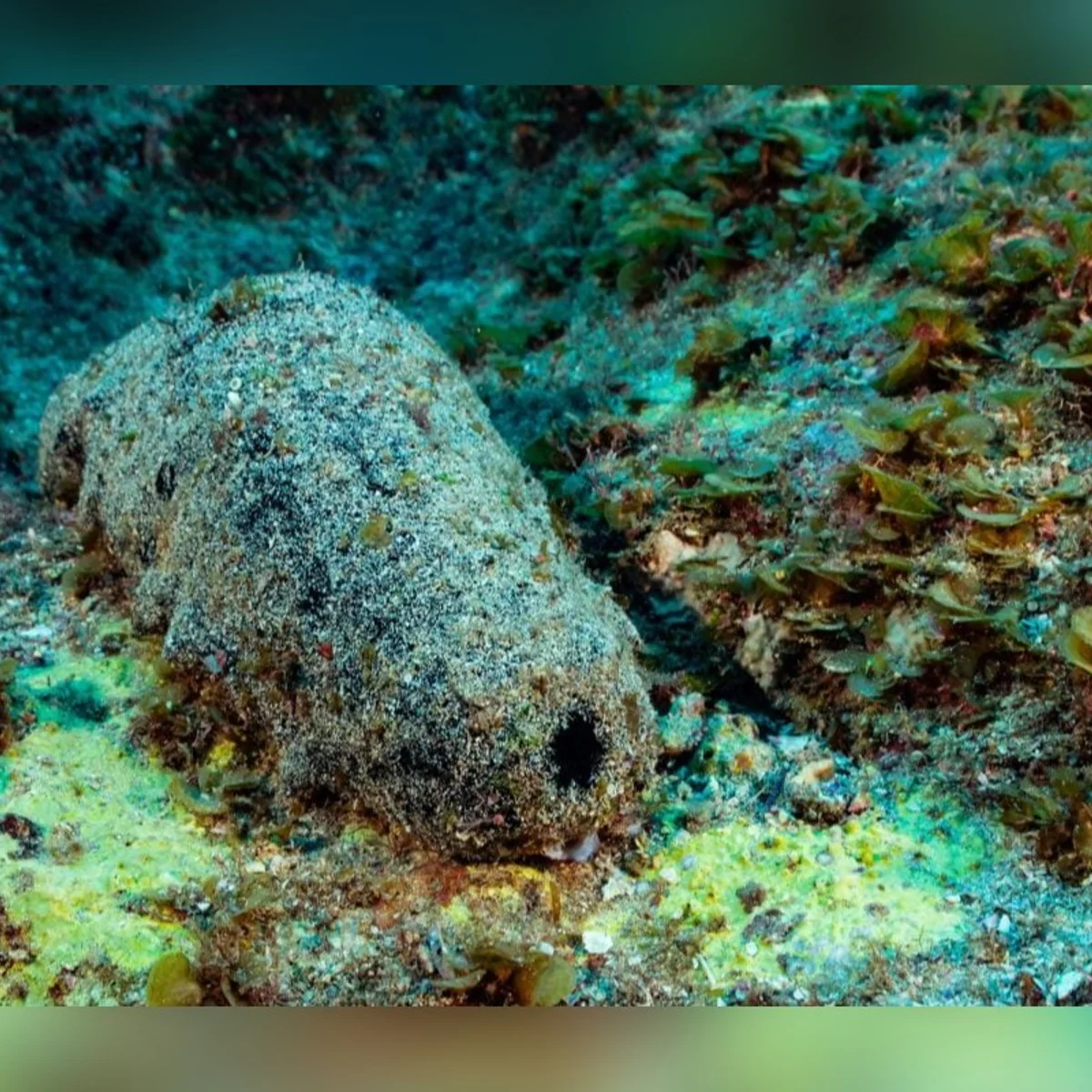 Criatura marinha que parece cocô pode viver mais de 120 anos, afirma estudo