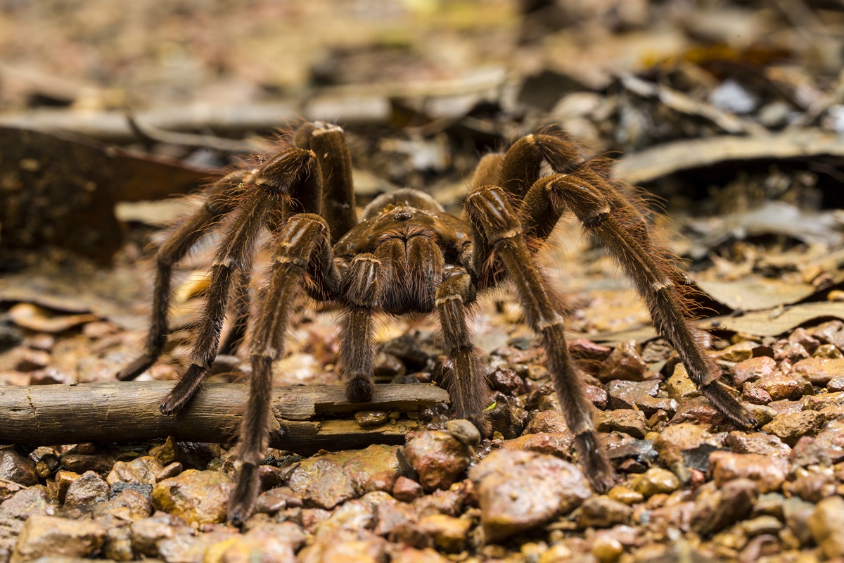 Aranha-caranguejeira ajuda no combate a pragas; o que fazer ao encontrá-la