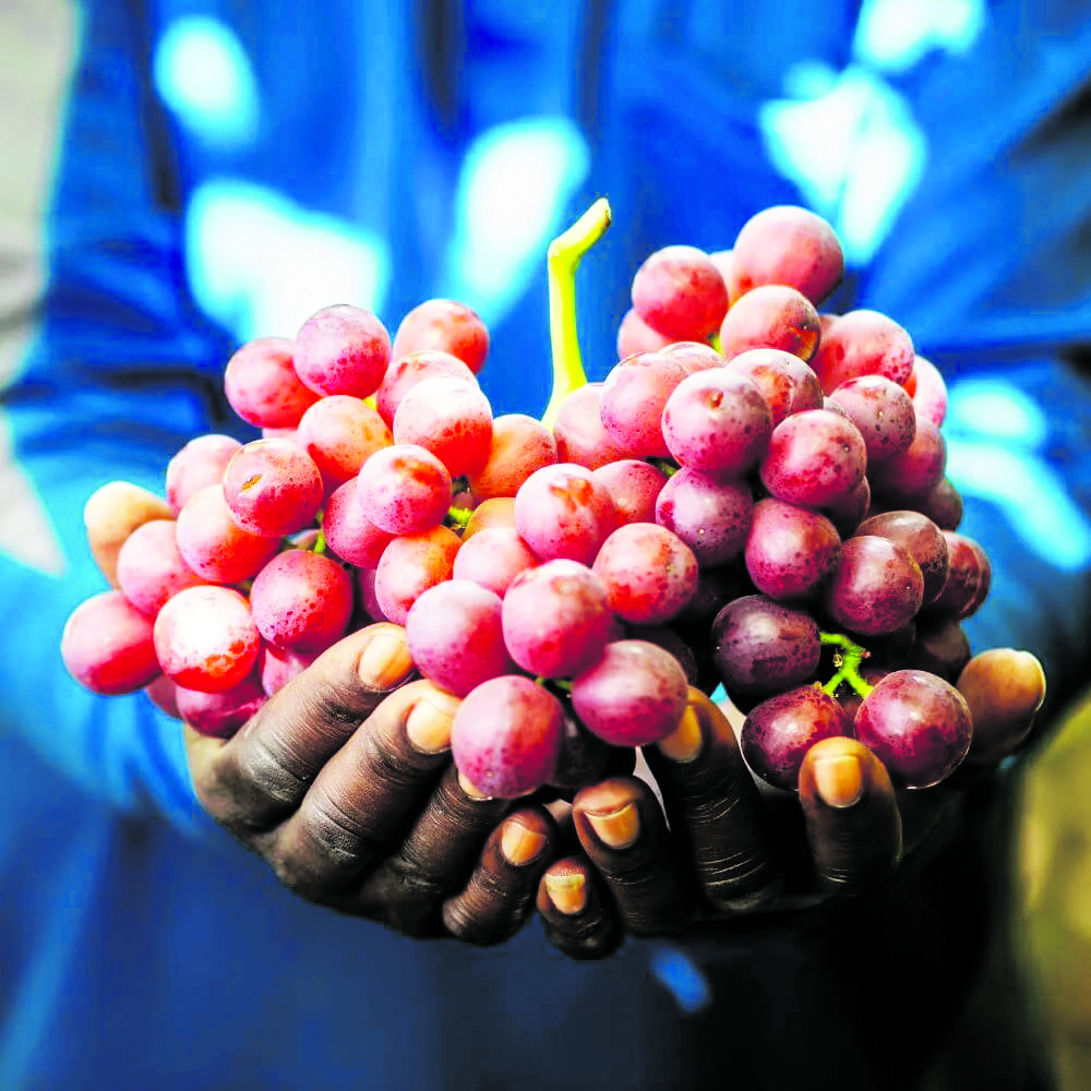 Jovens agricultores de Oshana lutam para vender sua produção