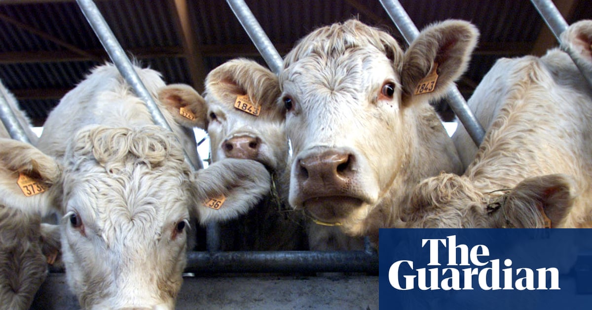Vírus Shamonda detectado em humano pela primeira vez na França