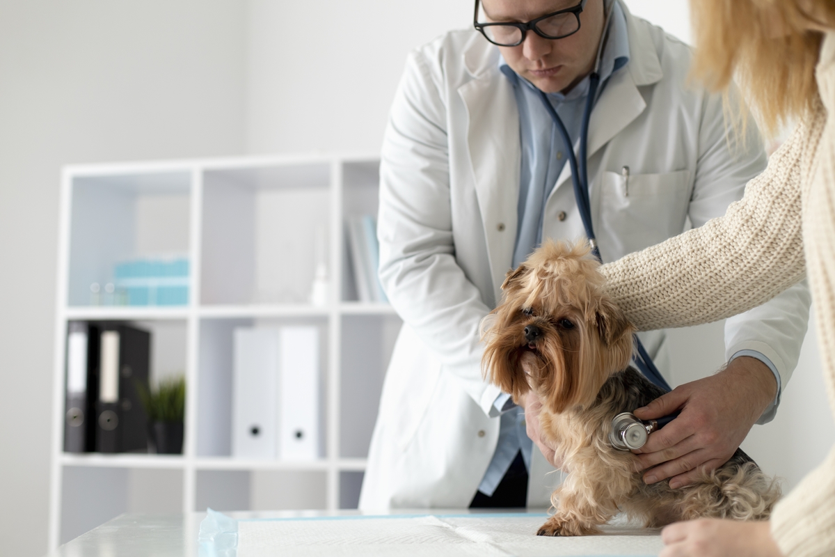 Nutrição correta reduz o risco de distúrbios intestinais em cães e gatos
