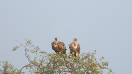 Desafio visual: Você consegue ver os três abutres em menos de 30 segundos?