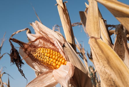 A blackened and dried-out corn on the cob hanging on its stalk.