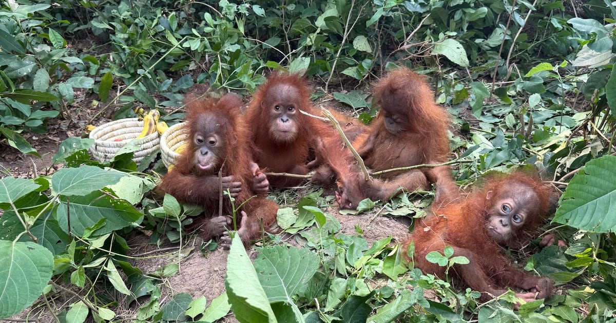 Bebês de orangotãos na Índia expõem o tráfico ilegal de animais selvagens enquanto especialistas questionam o zoológico de um bilionário